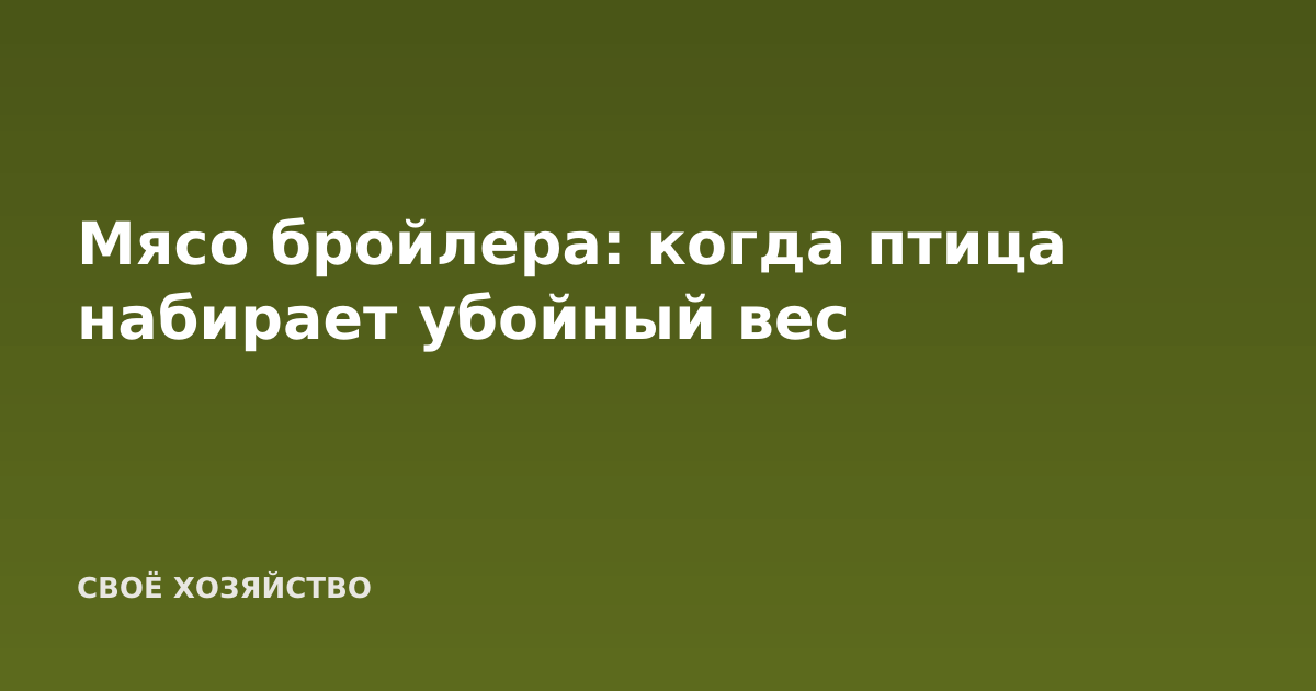 Мясо бройлера: когда птица набирает убойный вес
