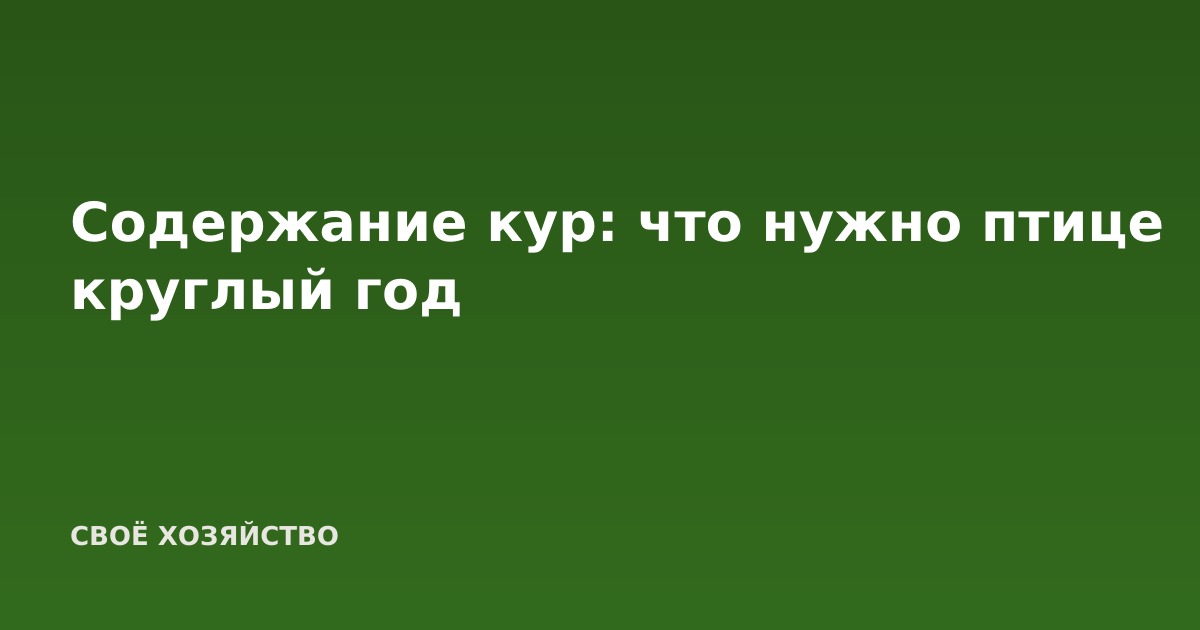 Содержание кур: что нужно птице круглый год