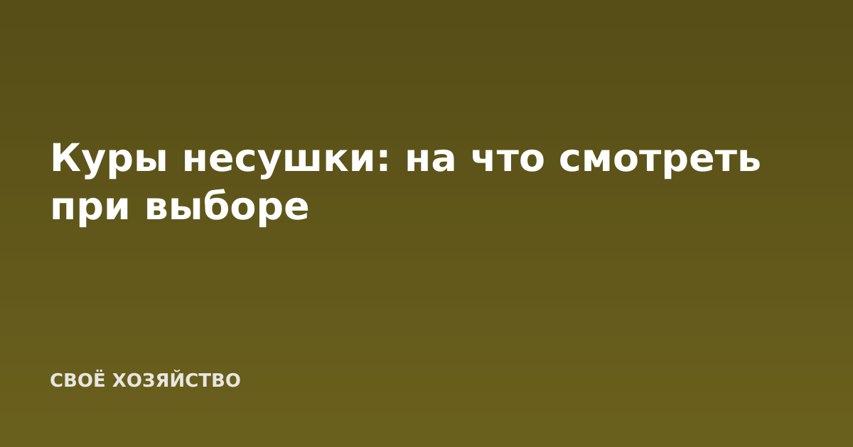 Куры несушки: на что смотреть при выборе