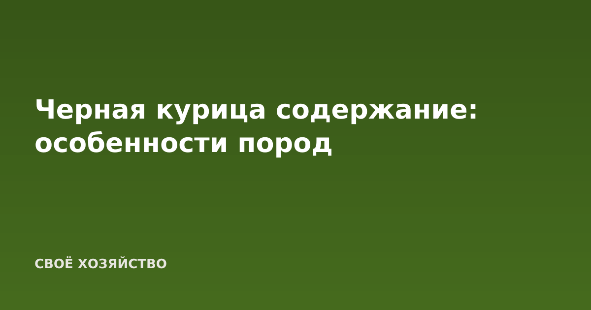 Черная курица содержание: особенности пород
