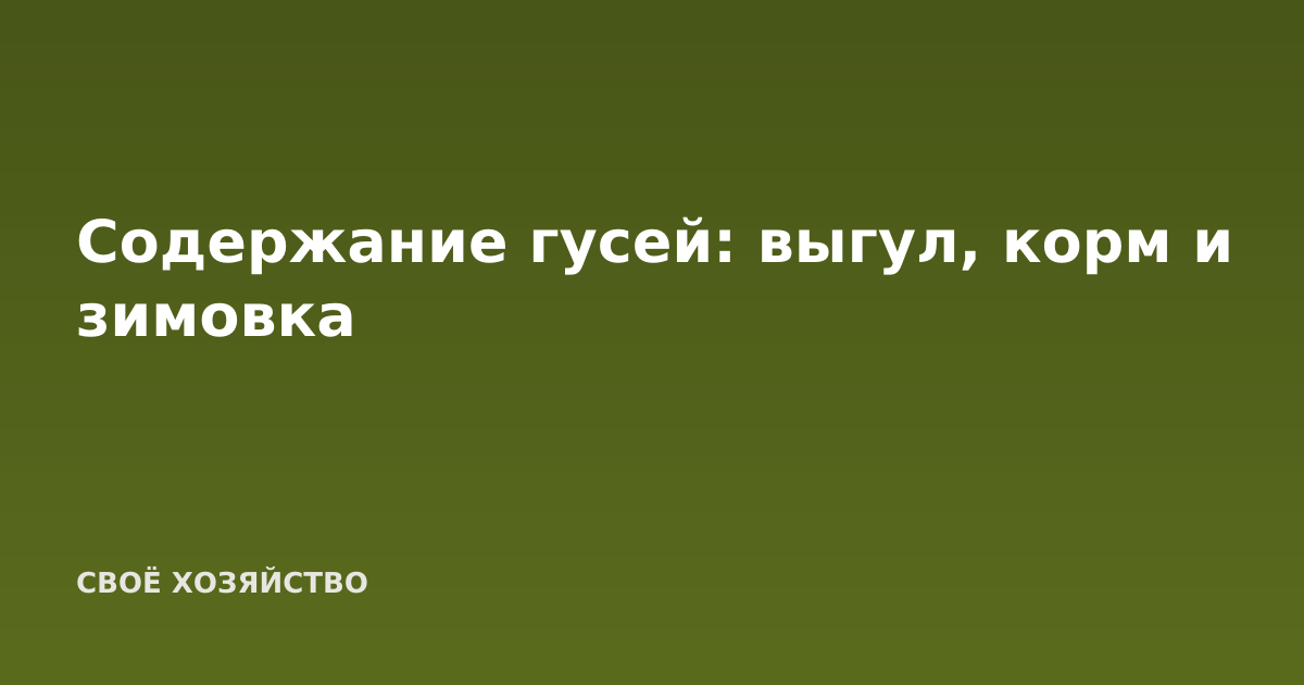 Содержание гусей: выгул, корм и зимовка