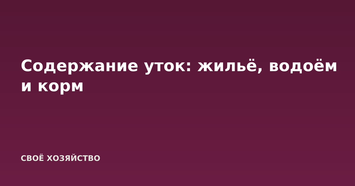 Содержание уток: жильё, водоём и корм