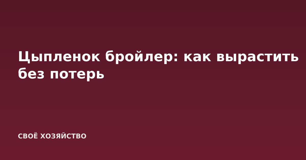 Цыпленок бройлер: как вырастить без потерь