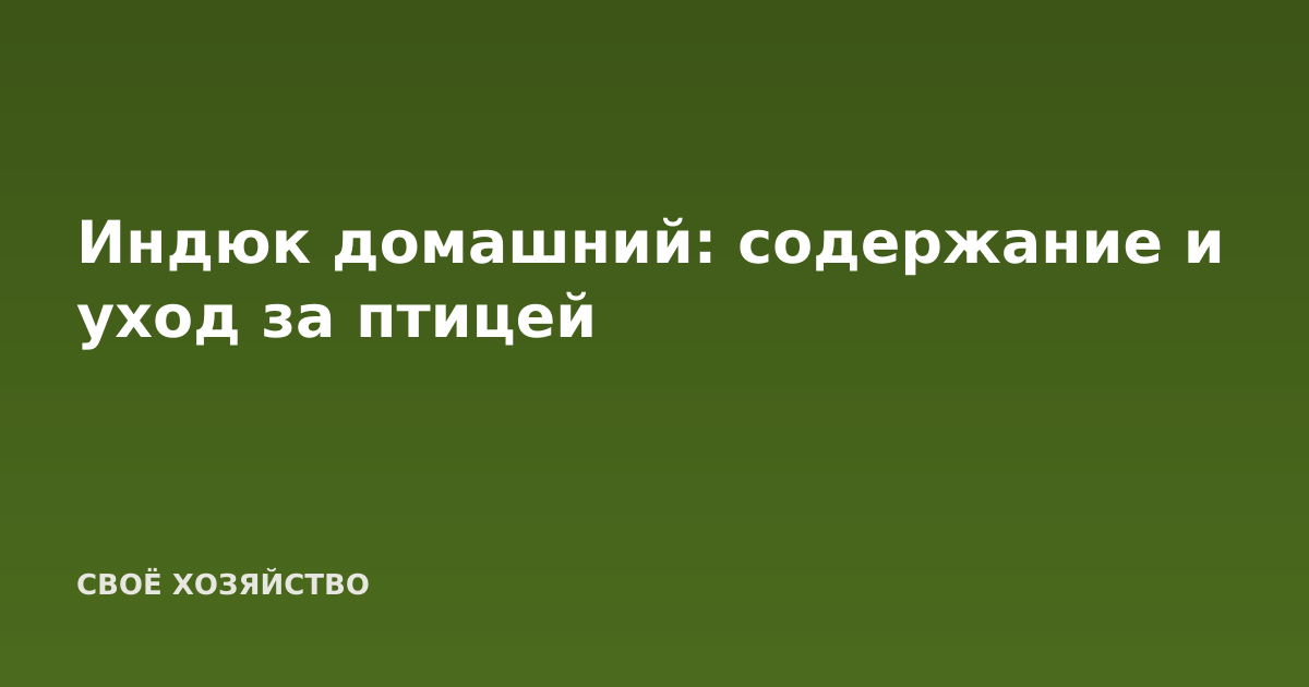 Индюк домашний: содержание и уход за птицей